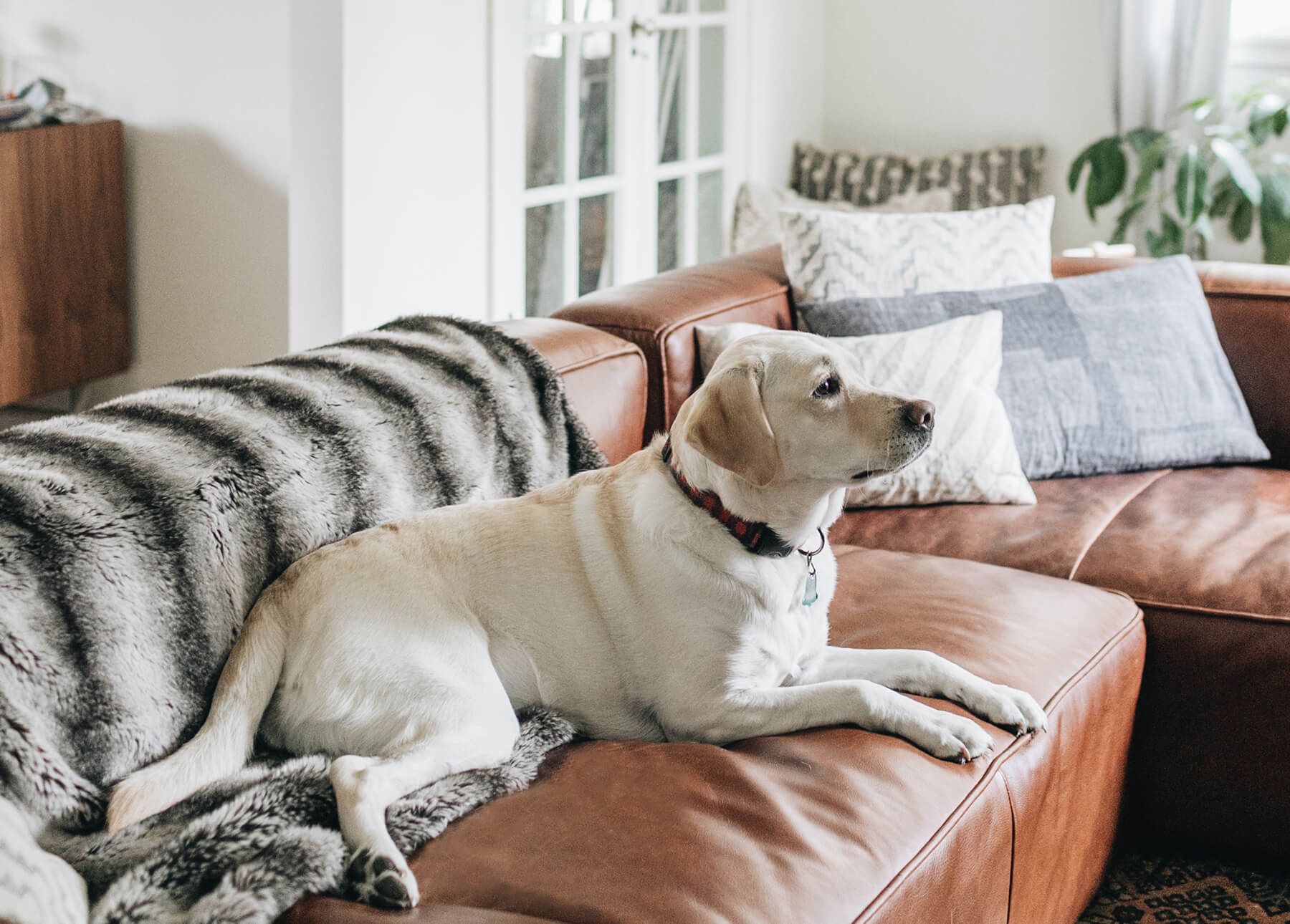 dog sitting on a leather sofa